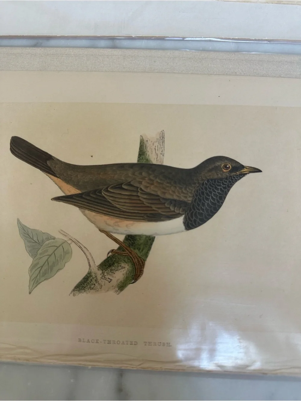 1800s Jardines Natural History Birds Chromolithograph Prints